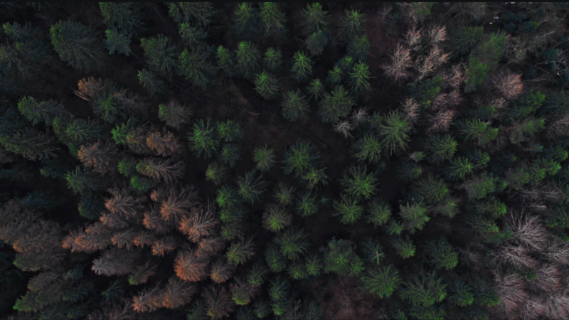Skog